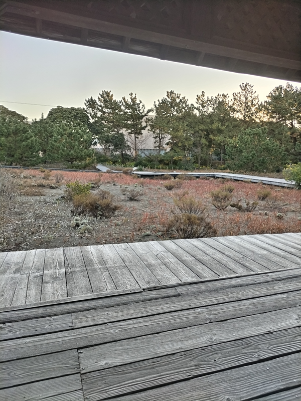 元ニート引籠りのセル齋藤が眺めていた12月の公園内の木製板の歩道を見ている様子