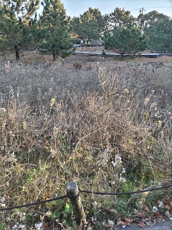 元ニートのセル齋藤が眺めていた12月の枯れた公園内の植生