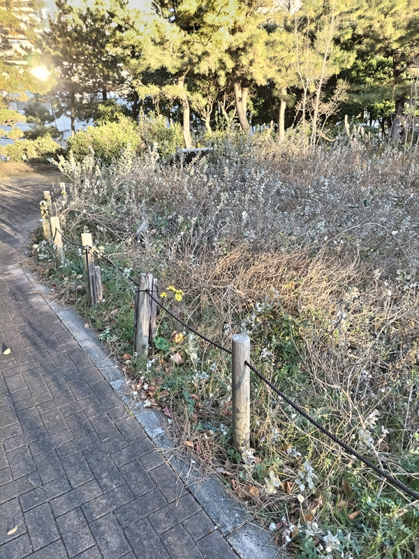 引籠りニートだったセル齋藤が見ていた12月の枯れ果てた公園内の植物と杭