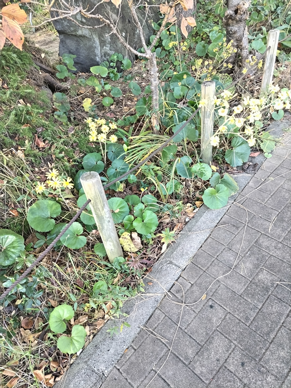 元ニート引籠りのセル齋藤が見ていた自然公園内の植物と舗装された地面