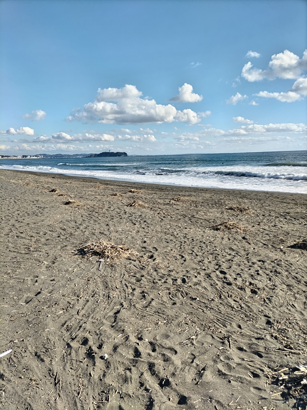 元引籠りニートが見ていた海岸清掃で集めた木くずの山