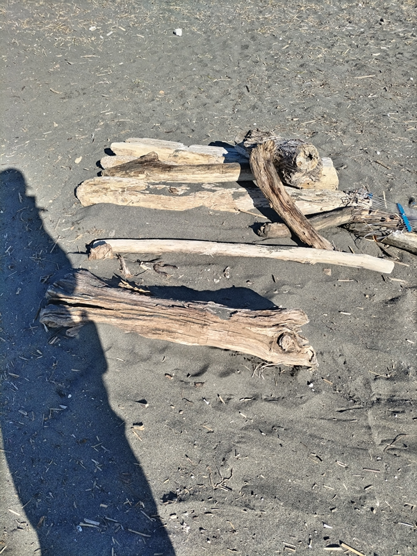 引籠りニートだったセル齋藤が眺めていた沢山の流木が砂浜に置かれているところ