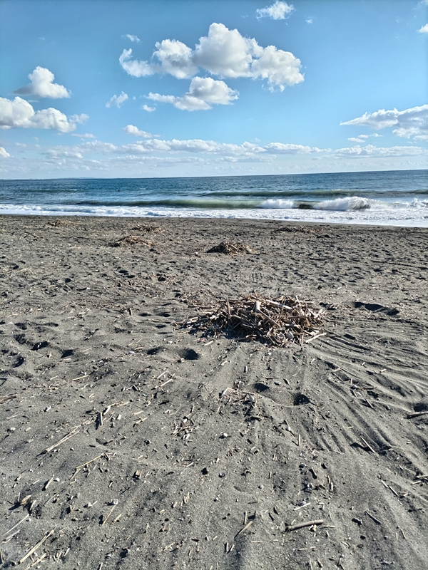 元ニート引籠りのセル齋藤が見ていた木くずゴミが海岸清掃で集められた様子