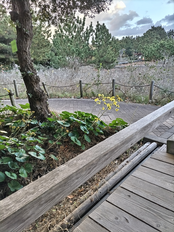 元ニートのセル齋藤が眺めていた12月の公園内に咲く黄色い花