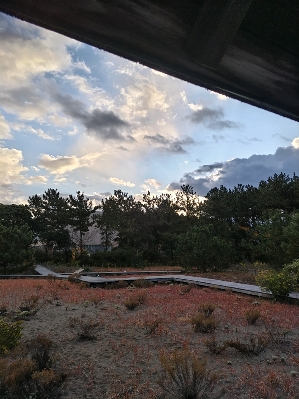 元ニート引籠りが朝食を食べていた公園内から見た朝の空