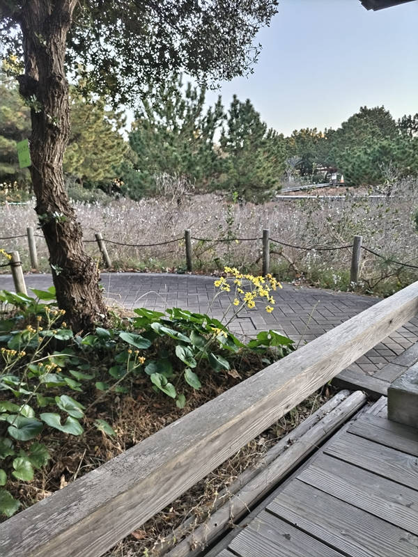 元引籠りニートだったセル齋藤が眺めていた黄色の花