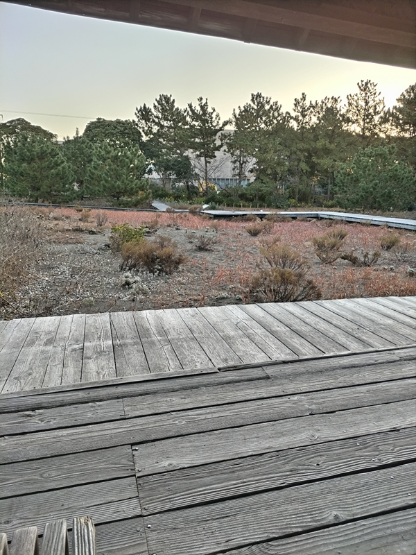 元ニート引籠りが眺めていた12月の枯れた公園内の植物