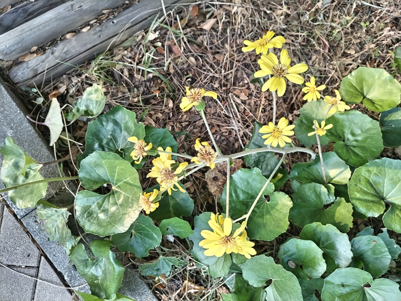 元ニート引籠りが眺めていた黄色い花