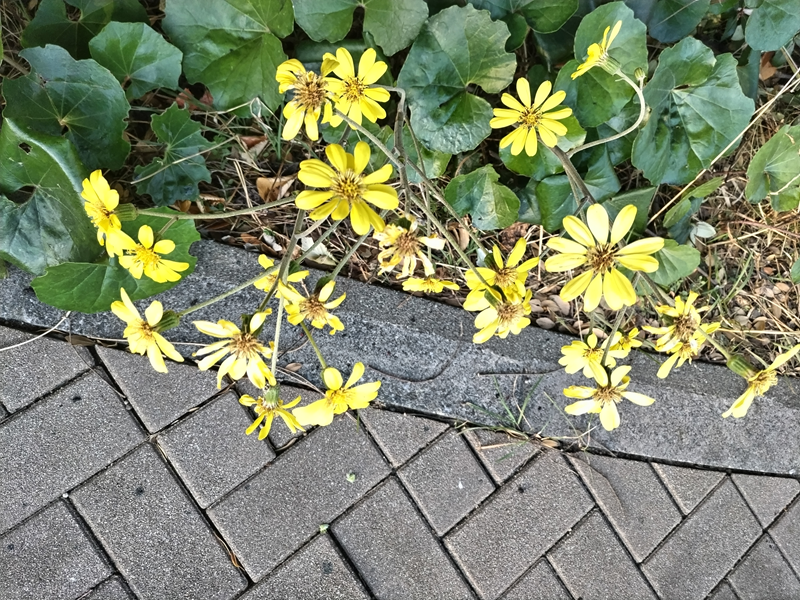 引籠ニートだったセル齋藤が見ていた沢山の黄色い花