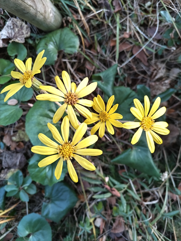 引籠りニートだったセル齋藤が見ていた黄色の花弁の花