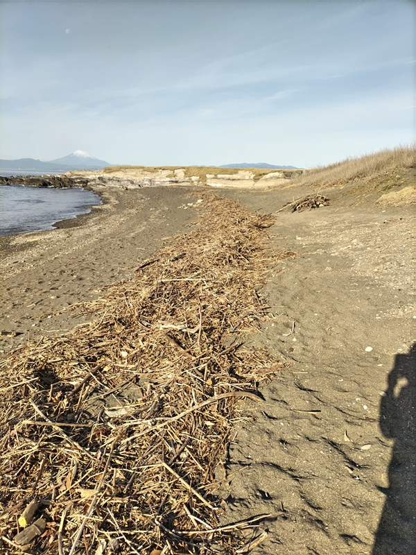 元引籠りニートだったセル齋藤が見ていた葉山町の小磯ノ鼻が木くずゴミで汚れ切っている様子