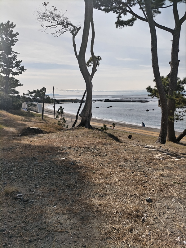 元引籠りだったセル齋藤が葉山海岸に生えた松の木を眺めているところ