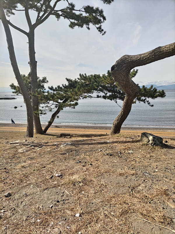 元引籠りニートだったセル齋藤が神奈川県の葉山町の海岸近くの丘に生える松の木を見ていたところ