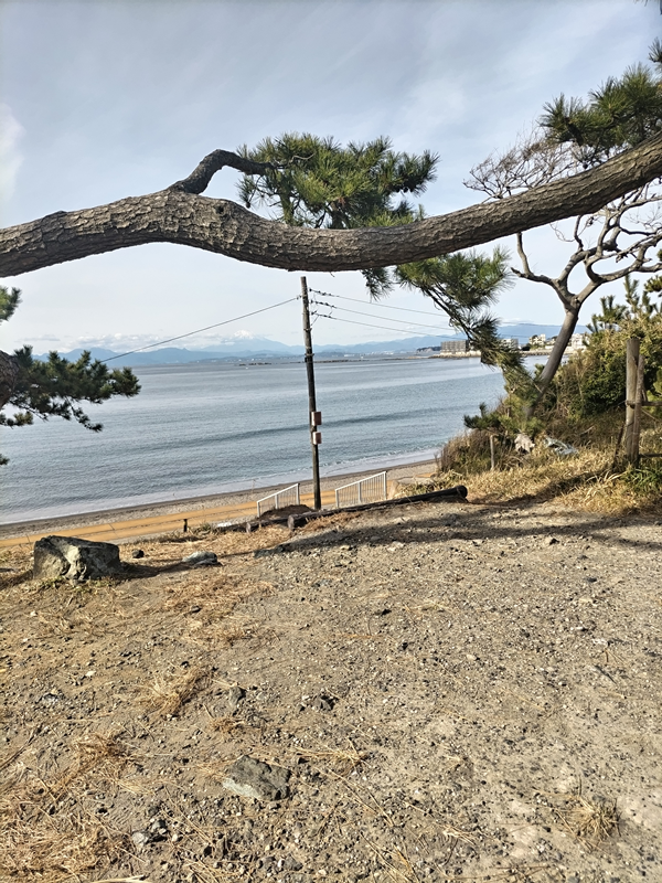 元引籠りニートだったセル齋藤が眺めていた松の木