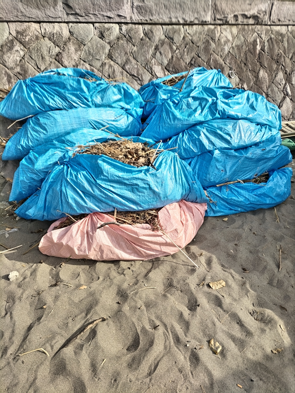 元ニートのセル齋藤が海岸清掃で葉山町の海岸奥に積み上げたブルーシートに包まれた木くずゴミ