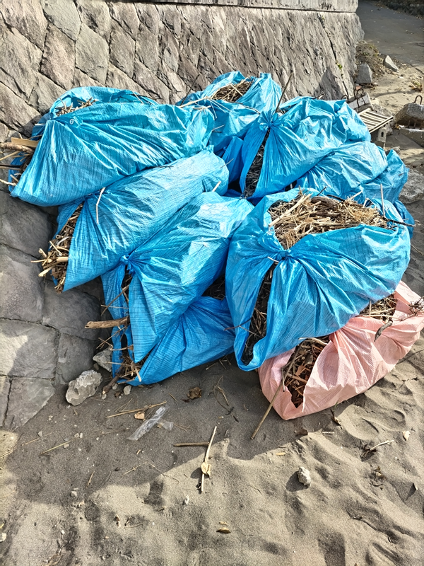 元ニート引籠りが積んでいた神奈川県の葉山町の小磯ノ鼻から出た木くずゴミ