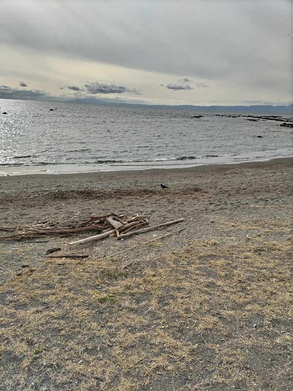 元ニートのセル齋藤が見ていた神奈川県の葉山町の小磯ノ鼻に見える流木と枯れた草