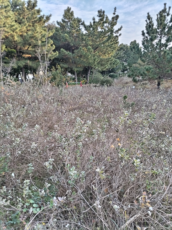 元ニート引籠りの齋藤健一が公園内の葉が落ちた低木の枝を見ている様子