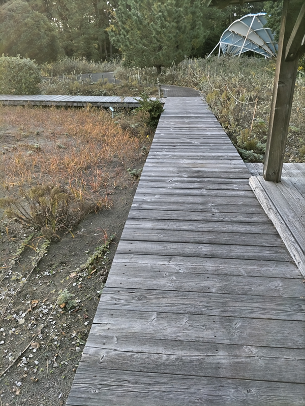 元ニートの齋藤健一が見ていた茅ケ崎市の公園内にある木製歩道