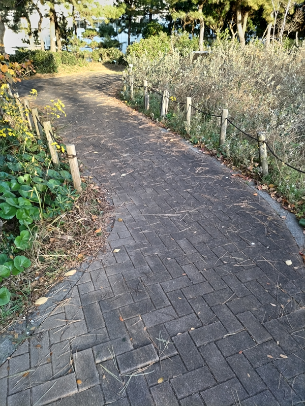 引籠りニートだった齋藤健一が茅ケ崎市の公園内歩道を見つめている様子