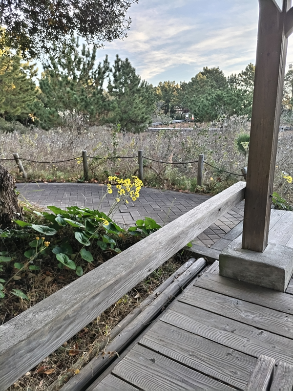 引籠りニートだった齋藤健一が公園内に咲いている黄色い花を見ている様子