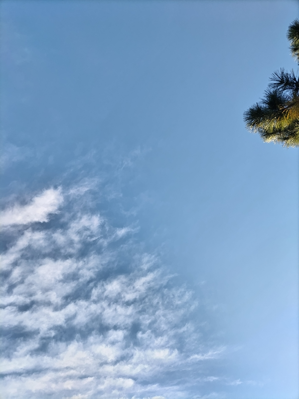 元引籠りニートが見上げていた水色の空と松の木の枝