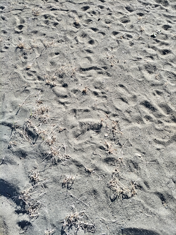 元ニートひきこもりが踏んでいた砂地