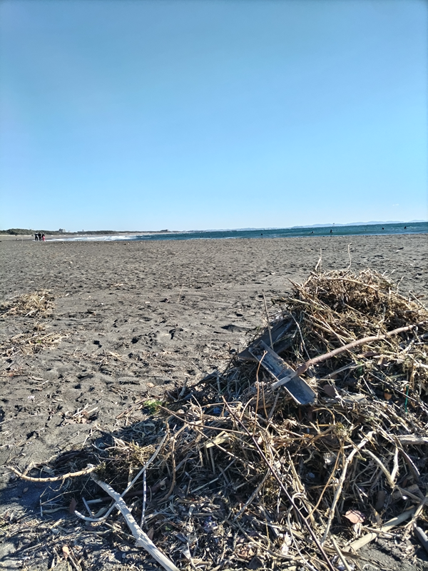 元ニートが大磯町の海水浴場に山盛りにされた木くず類を見ている様子
