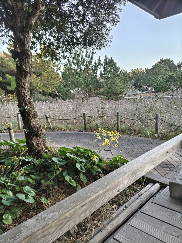 引籠りニートだったセル齋藤が眺めていた黄色い花【茅ケ崎の自然公園内】