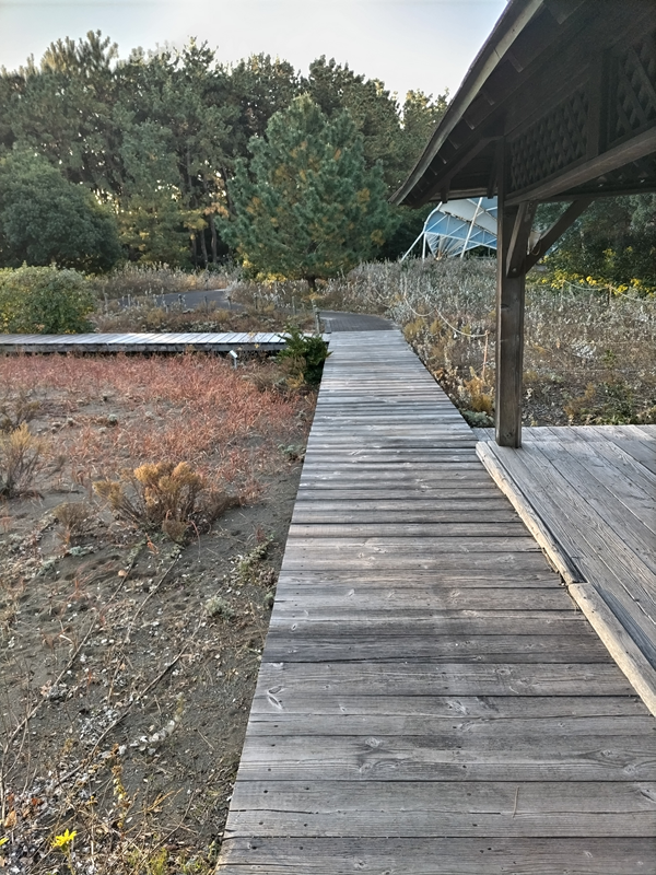 元引籠りニートのセル齋藤が自然公園内の木製床を眺めている様子