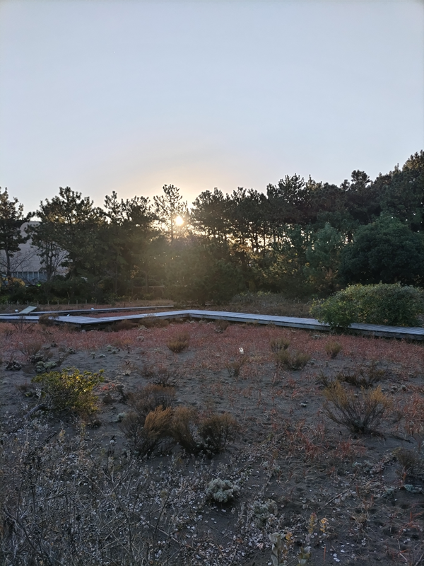 元ニート引籠りのセル齋藤が見ていた早朝の茅ケ崎市内の公園から見える朝陽