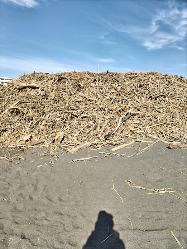 元ニートのセル齋藤が眺めていた1m以上の高さに積み上げられた木くずゴミの山