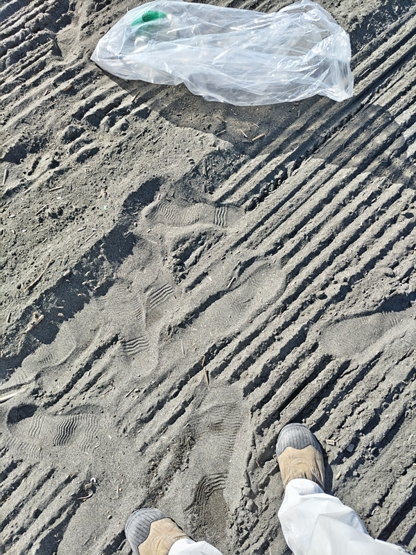 引籠りだったセル齋藤が踏んでいた平塚市の高浜台の砂浜(神奈川県)