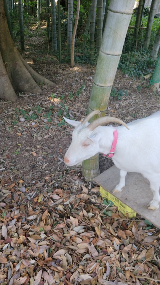 白いヤギ16