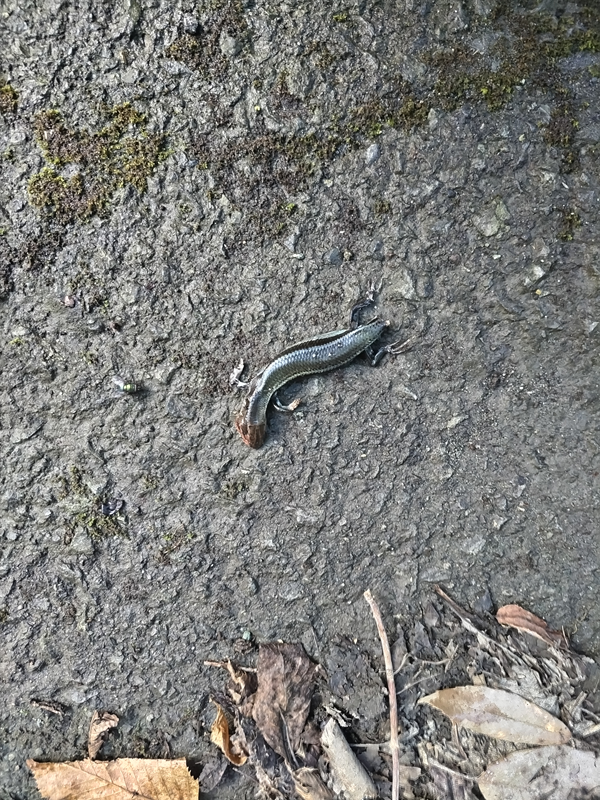 ユーシン渓谷への旅153